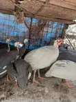 Guinea Fowls for Sale - Val Poultry Farm - 1