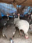Guinea Fowls for Sale - Val Poultry Farm - 2