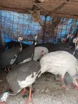 Guinea Fowls for Sale - Val Poultry Farm - 3