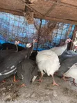 Guinea Fowls for Sale - Val Poultry Farm - 4
