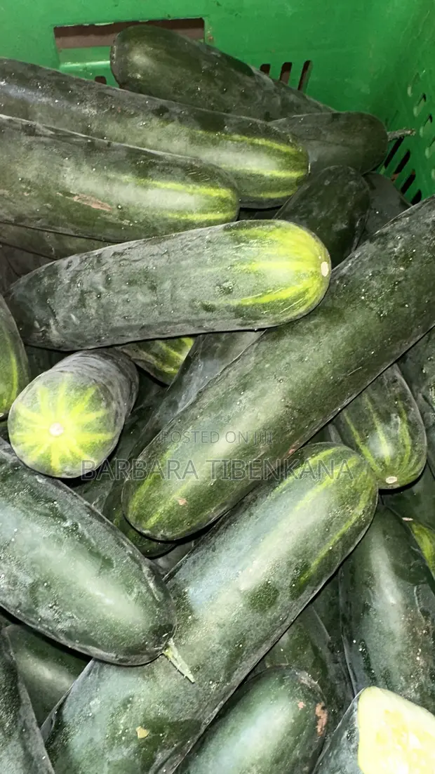 Sliced Cucumber - 1