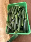 Sliced Cucumber - 5