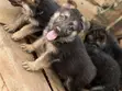 1-3 Month Male Purebred German Shepherd Puppy - 1