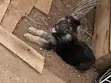 1-3 Month Male Purebred German Shepherd Puppy - 2