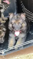 1-3 Month Male Purebred German Shepherd Puppy - 3