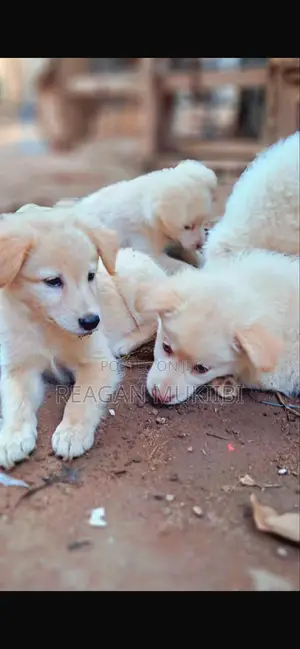 Female Japanese Spitz Puppy (3-6 Months)