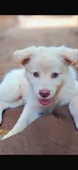 Female Japanese Spitz Puppy (3-6 Months) - 2