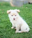 Female Japanese Spitz Puppy (3-6 Months) - 3