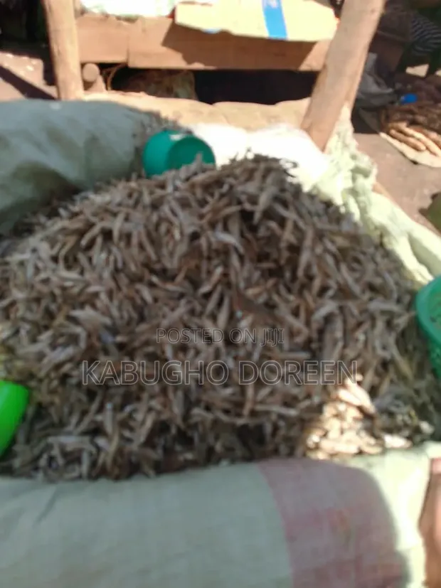 Fresh Silver Fish - Healthy & Protein-Rich - 1