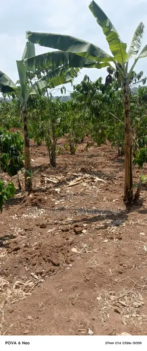 Affordable Executive Plot for Sale in Nkozi