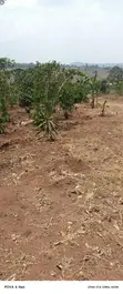 Affordable Executive Plot for Sale in Nkozi - 2