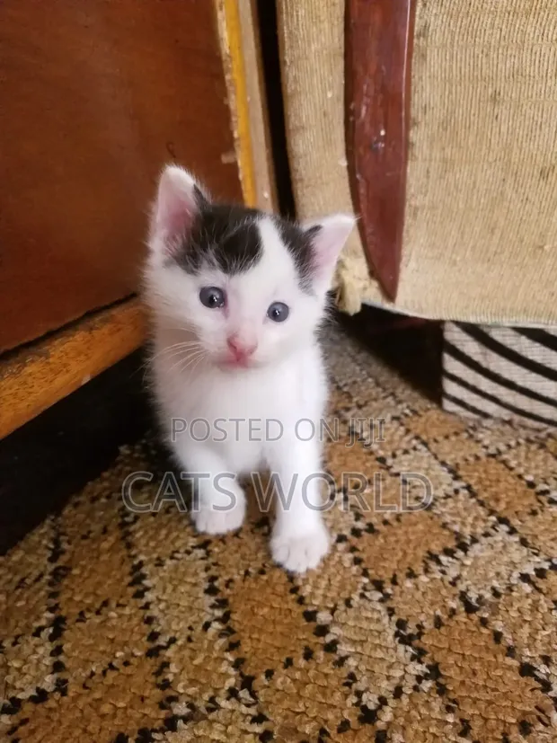 1-3 Month Male Sphynx Mixed Breed Kitten - 1