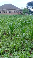 30 Decimals Land for Sale - Kabubu - 1
