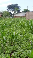 30 Decimals Land for Sale - Kabubu - 2