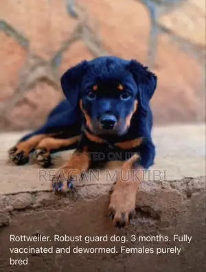 Purebred Rottweiler Puppy, 3-6 Months