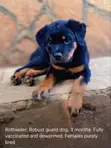 Purebred Rottweiler Puppy, 3-6 Months - 2