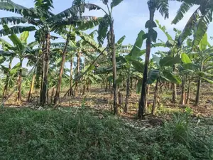 2 Acres of Land for Sale - Zigoti, Mityana Road