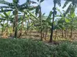 2 Acres of Land for Sale - Zigoti, Mityana Road - 1
