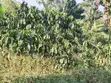2 Acres of Land for Sale - Zigoti, Mityana Road - 2