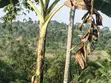 2 Acres of Land for Sale - Zigoti, Mityana Road - 3