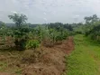 7 Acres Titled Agricultural Land for Sale - Kyarusozi - 2