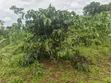 7 Acres Titled Agricultural Land for Sale - Kyarusozi - 3