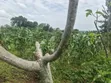7 Acres Titled Agricultural Land for Sale - Kyarusozi - 4