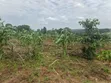 7 Acres Titled Agricultural Land for Sale - Kyarusozi - 5