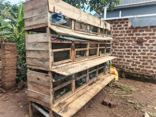 15 Rabbit Cages - 1