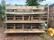 15 Rabbit Cages - 2