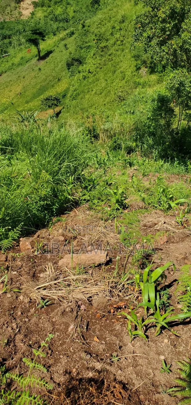 200 Acres for Sale in Kyabasenja, Hoima District - 1
