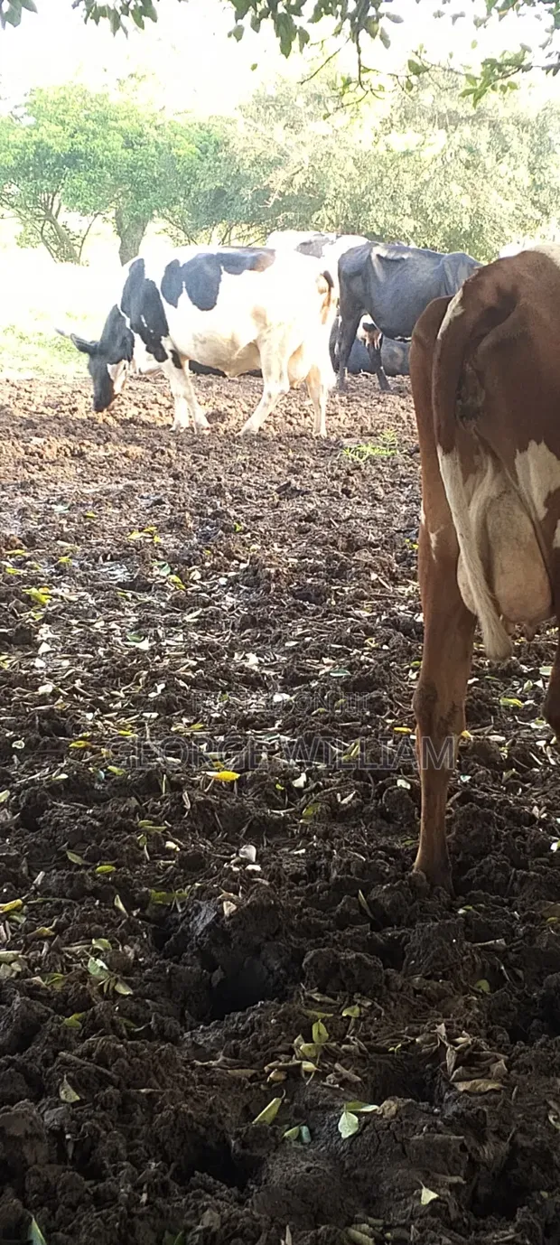 Dairy Cattle (8-12 Litres) - 1