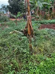 Plot for Sale in Nalumunye - 2