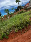 25 Decimal Plot of Land for Sale in Nalumunye - 3