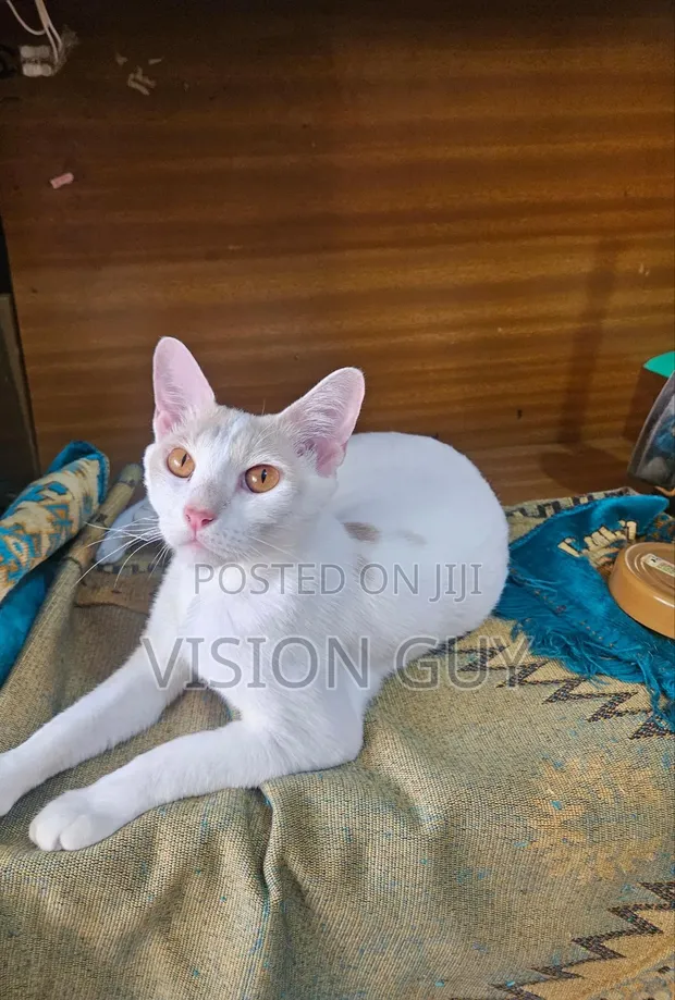 Female Purebred Exotic Cat, 1+ Year Old - 1