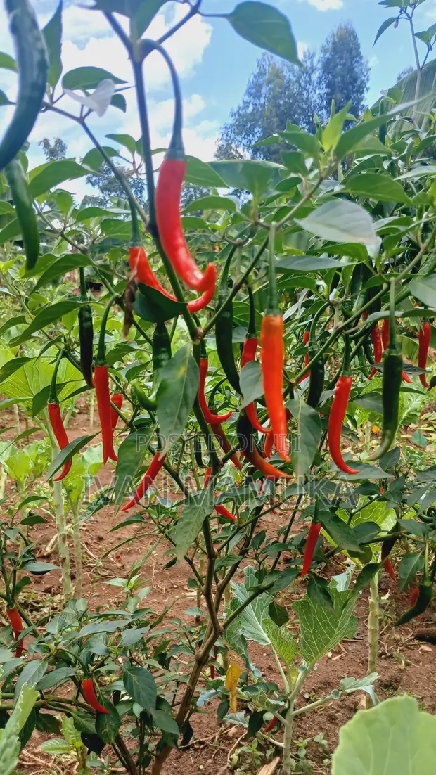 300kg Red and Green Chillies/Kamulali - 1