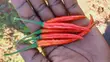 300kg Red and Green Chillies/Kamulali - 2