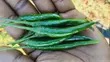 300kg Red and Green Chillies/Kamulali - 3