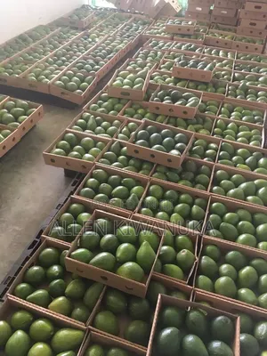 Jumbo/Local Avocado