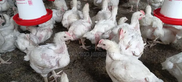 Fresh Broilers - 1 Month Old - 1