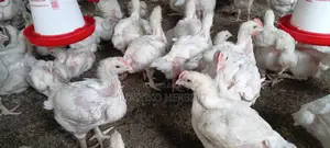 Fresh Broilers - 1 Month Old