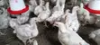 Fresh Broilers - 1 Month Old - 1