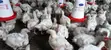 Fresh Broilers - 1 Month Old - 2