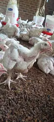 Fresh Broilers - 1 Month Old - 3