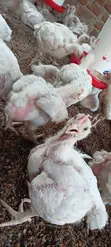 Fresh Broilers - 1 Month Old - 4