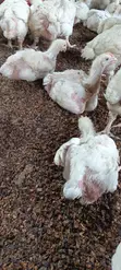 Fresh Broilers - 1 Month Old - 5