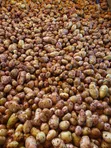 Sorted Irish Potatoes - 2