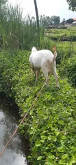 Male Goat for Breeding - 1