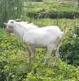 Male Goat for Breeding - 2