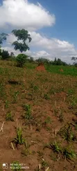 1 Acre Residential Land for Sale in Mende, Wakiso - 1